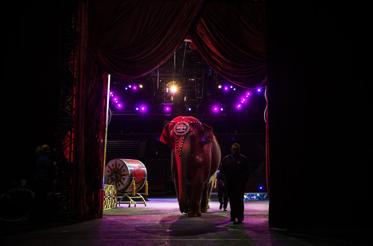 Η PETA κατάφερε να κλείσει τσίρκο με ζώα στις ΗΠΑ  - Media