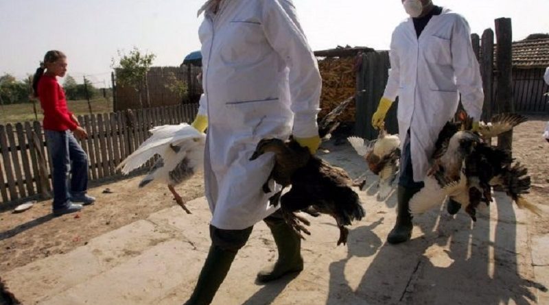 Νέα κρούσματα της γρίπης των πτηνών σε Φλώρινα και Αρκαδία - Media