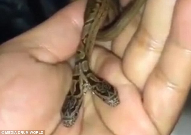 Εμφάνιση δικέφαλου φιδιού στην Ινδία (Photos-Video) - Media