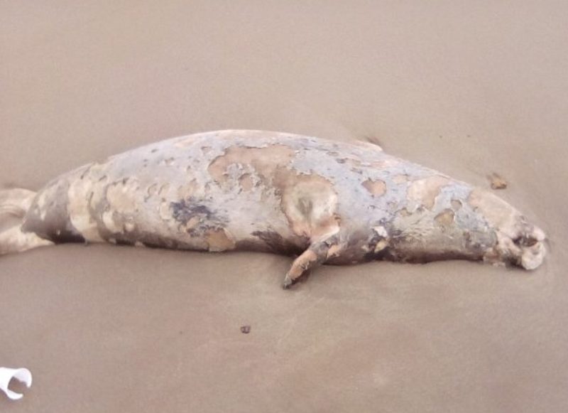 Νεκρή φώκια ξεβράστηκε σε παραλία των Χανίων (Photos) - Media