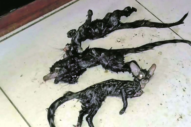 Σοκαρισμένη οικογένεια ανακαλύπτει «παράξενα» πλάσματα με σώμα ποντικιού και κεφάλι γάτας  - Media