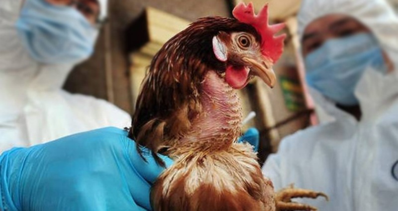 Μέτρα προστασίας για τη γρίπη των πτηνών - Media