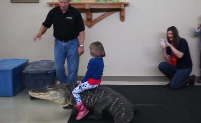 Κοριτσάκι ιππεύει... αλιγάτορα! (Video) - Media
