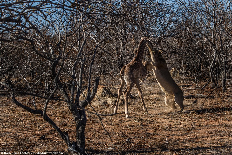 Η απίστευτη μάχη καμηλοπάρδαλης με πεινασμένα λιοντάρια - Media