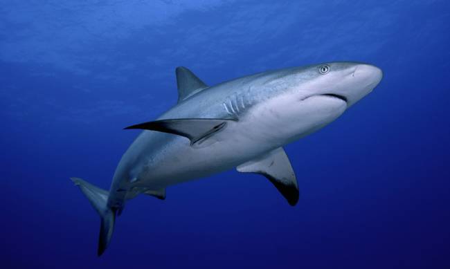 Ψαράς έπιασε μπλε καρχαρία δύο μέτρων στην Ηλεία (Photo) - Media