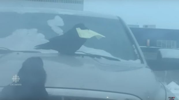 Επικό βίντεο: Κοράκι... αρπάζει την κλήση της τροχαίας από αυτοκίνητο  - Media