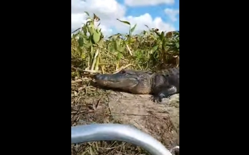 Αλιγάτορας ανέβηκε σε βάρκα με τουρίστες (Video) - Media