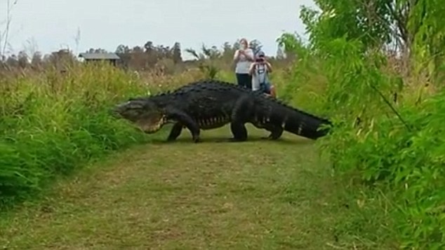 Τεράστιος κροκόδειλος με όψη δεινόσαυρου-Αιφνιδίασε τουρίστες στη Φλόριντα (Photos-Video) - Media