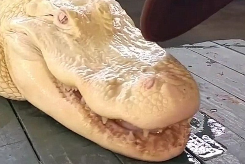 Ο κροκόδειλος... «φάντασμα» (Photos-Video) - Media