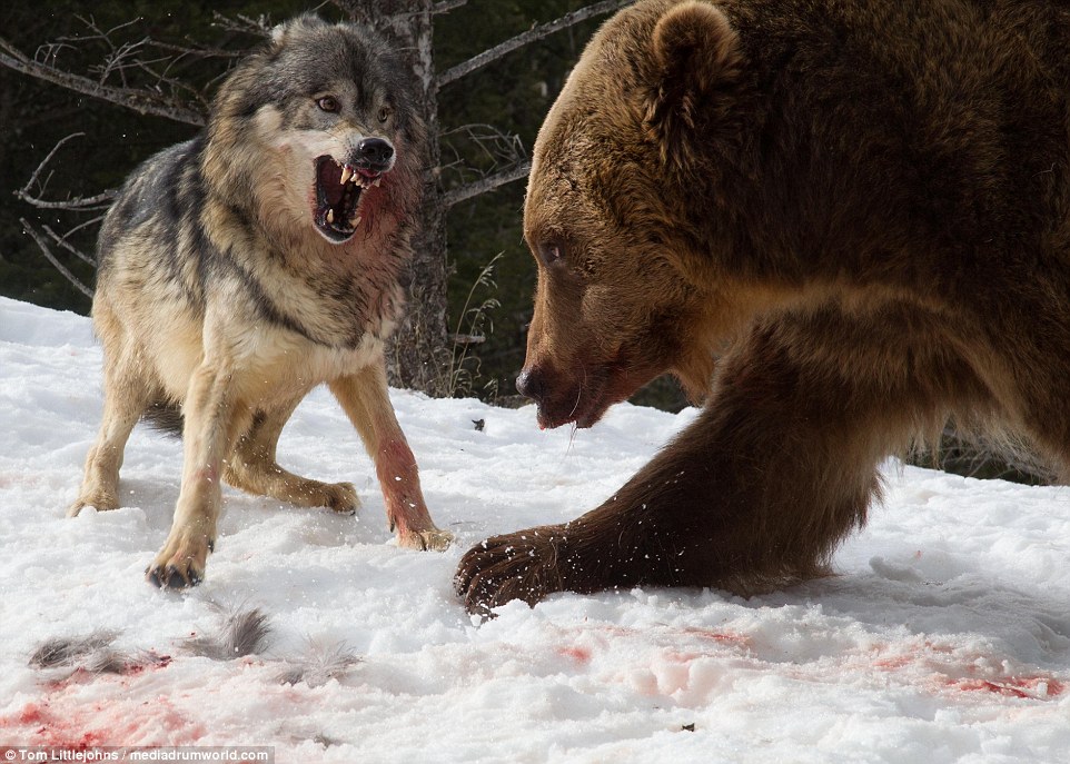 Η άγρια ομορφιά της φύσης-Σκληρή μάχη αρκούδας με αγέλη λύκων (Photos) - Media