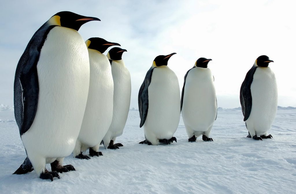 Απίστευτη έρευνα Ιαπώνων επιστημόνων: Γιατί οι φωλιές των πιγκουίνων είναι πεντακάθαρες;  - Media