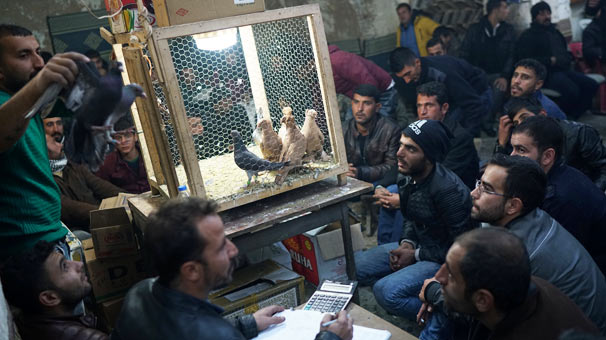 Εκτρέφετε περιστέρια; Σας έχουμε χρυσό business deal  - Media