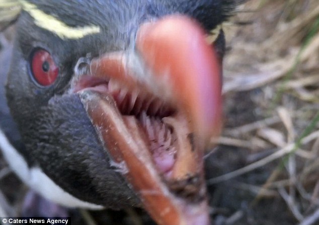 Το «αληθινό»… angry bird-Επίθεση πιγκουίνου σε φωτογράφο (Photos-Video)  - Media