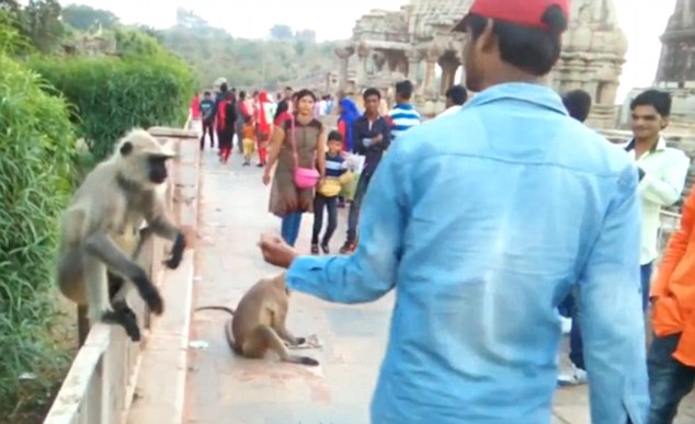 Τουρίστας ταΐζει πίθηκο και στη συνέχεια τον χαστουκίζει με δύναμη (Photos-Video)  - Media
