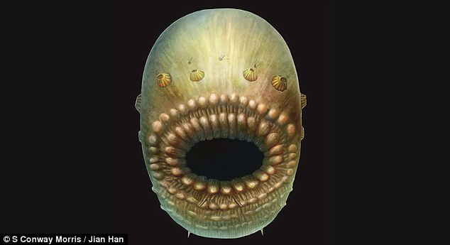 Ανακαλύφθηκε ο αρχαιότερος γνωστός πρόγονος του ανθρώπου ηλικίας 540 εκατ. ετών (Photos) - Media