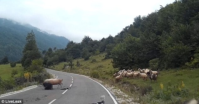 Παντού υπάρχει ένα «μαύρο πρόβατο»-Η επίθεση στην άτυχη βοσκό (Photos-Video) - Media
