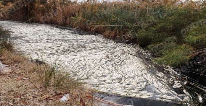 Σοκαριστικές εικόνες στα Ιαματικά Λουτρά του Καϊάφα-Εκατοντάδες ψάρια νεκρά (Photos) - Media
