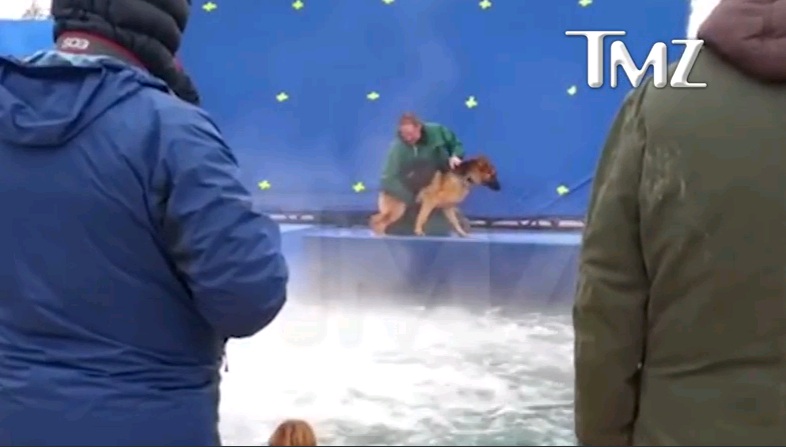 Εκπαιδευτής αναγκάζει τρομοκρατημένο σκύλο να μπει στο νερό για τα γυρίσματα ταινίας (Video) - Media