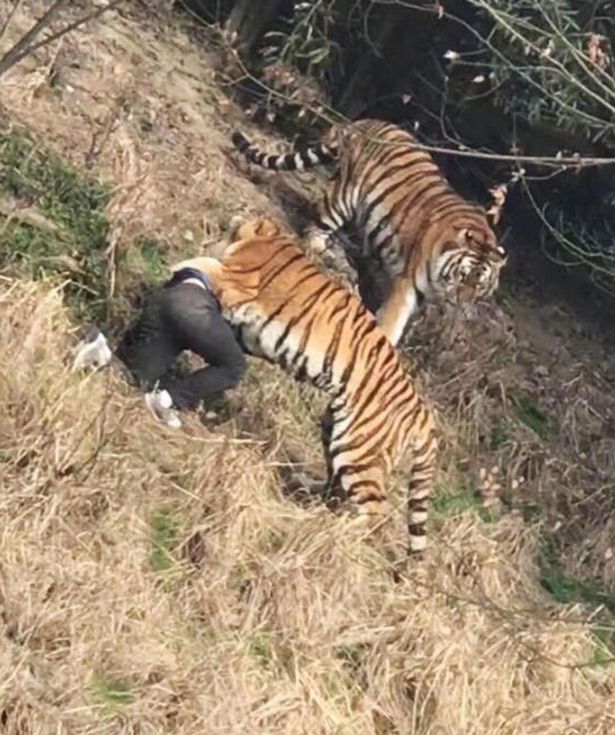 Φρίκη: Τρεις τίγρεις κατασπάραξαν άνδρα μπροστά στην οικογένεια του (Photos - Video) - Media Gallery