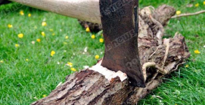 Ηλεία: «Θυσία» τα δένδρα για τη θέρμανση... - Media