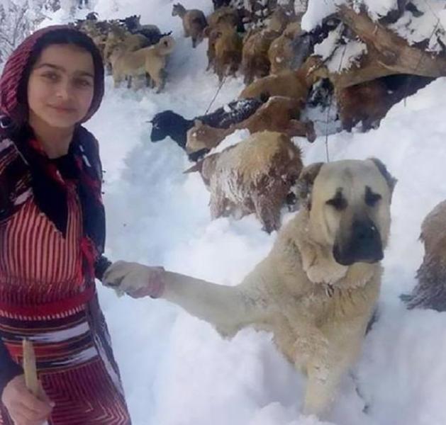 Viral οι φωτογραφίες 11χρονης που έσωσε την κατσίκα και το νεογνό της (Photos - Video)  - Media