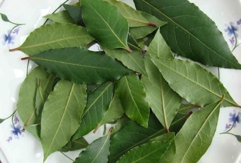 Κάψτε ένα φύλλο δάφνης στο σπίτι σας - Δεν μπορείτε να φανταστείτε σε τι βοηθάει - Media