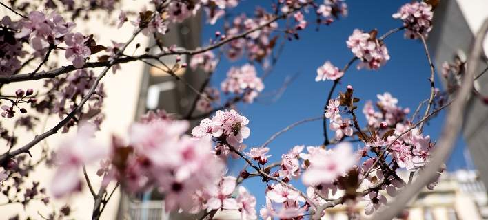 Άνοιξη με 20άρι την Παρασκευή - Η πρόγνωση του καιρού  - Media