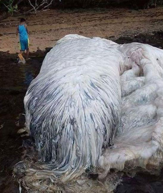 Τεράστιο τριχωτό «τέρας» 4,5 μέτρων ξεβράστηκε στην ακτή (Photo) - Media