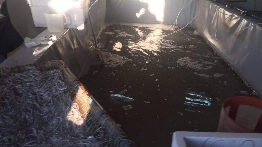 Η μεγάλη κομπίνα με τα «χρυσά» χέλια - Εξάρθρωση κυκλώματος στην Ελλάδα με κέρδη εκατομμυρίων - Τα πωλούσαν 1.500 ευρώ το κιλό - Media