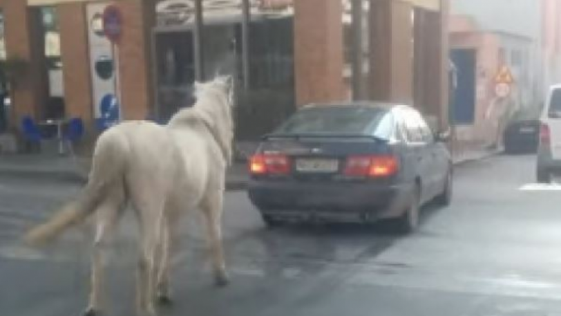 Δεν γίνονται αυτά: Αυτοκίνητο έβγαλε... βόλτα άλογο στην Τούμπα (video) - Media