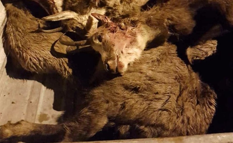Ζαγόρι: Λαθροκυνηγοί σκότωσαν 6 αγριόγιδα που ανήκουν σε μοναδικό προστατευόμενο είδος αντιλόπης - Media