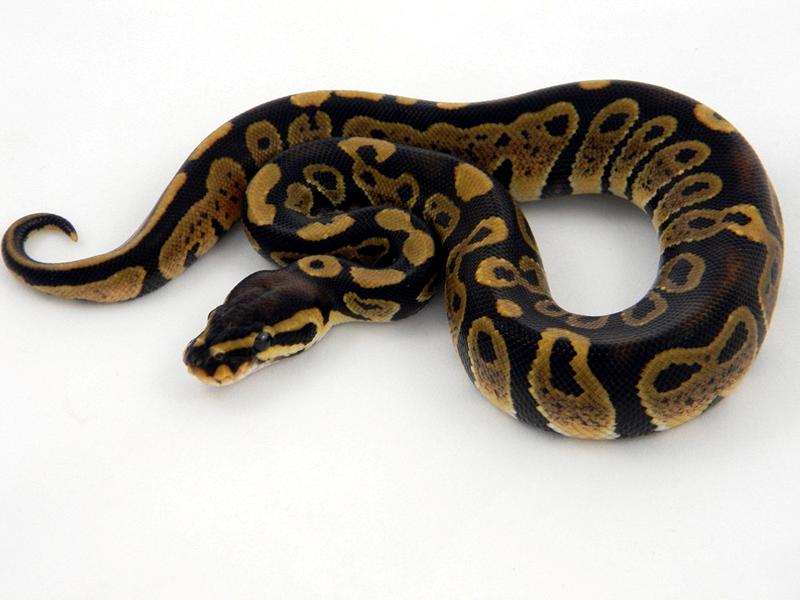 Θα τρελαθούμε τελείως: Κατοικίδιο φίδι «σφήνωσε» στο αυτί της ιδιοκτήτριάς του (Photos) - Media