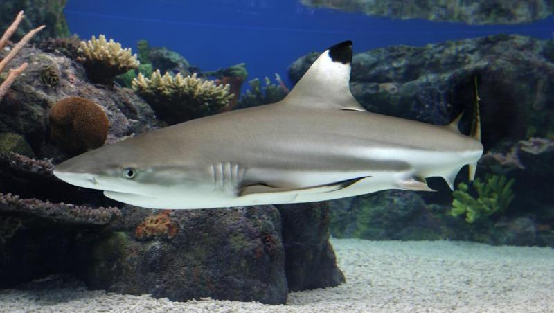 Μισοφαγωμένος καρχαρίας ξεβράζεται στην ακτή - Συναγερμός στους υπεύθυνους (Photo) - Media