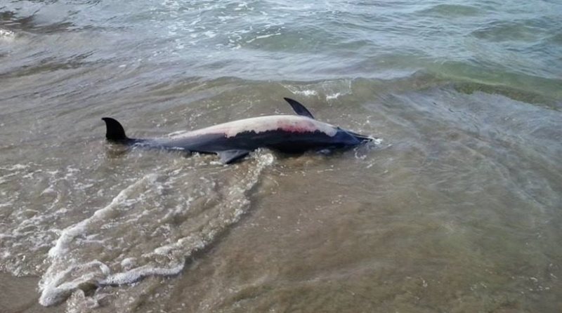 Νεκρό δελφίνι στο Λουτράκι  - Media