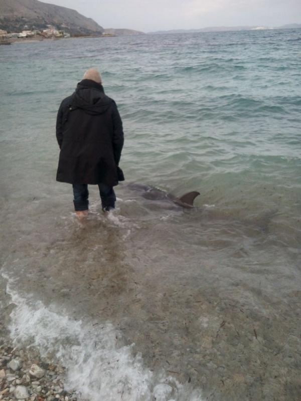 Χιώτες έπεσαν στη θάλασσα για να σώσουν ένα δελφίνι (Photos - Video) - Media