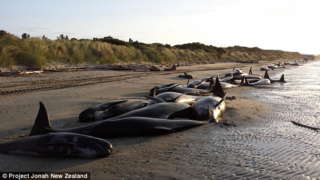 Εκατοντάδες νεκρές φάλαινες στη Νέα Ζηλανδία (Photos-Video) - Media