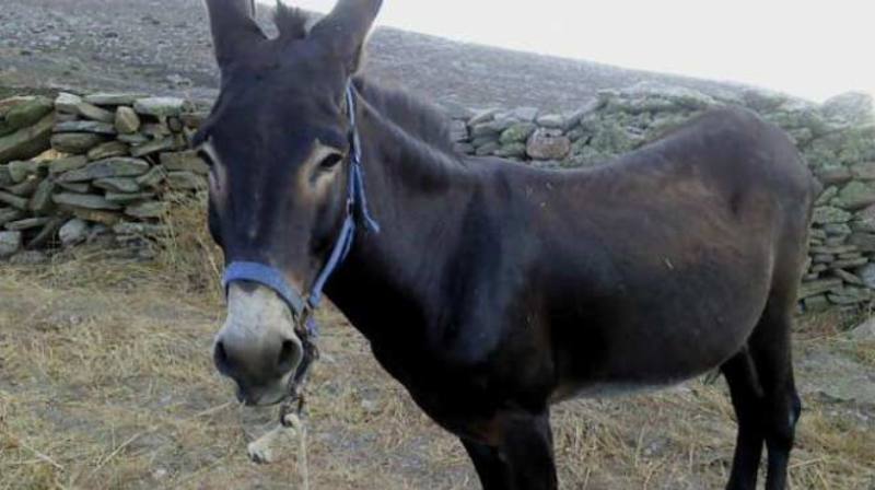 Φλώρινα: Συνελήφθη να μεταφέρει με γαϊδούρια 313 κιλά χασίς - Media