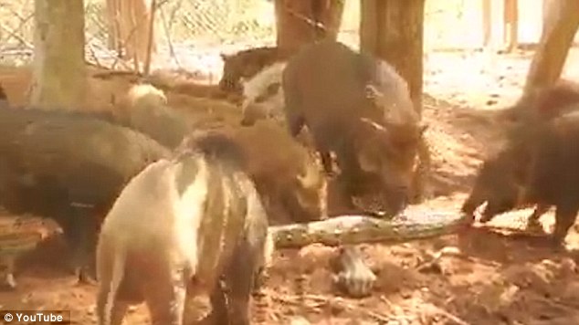 Η εκδίκηση των χοίρων - Γουρούνια σκοτώνουν πύθωνα (Photos-Video) - Media