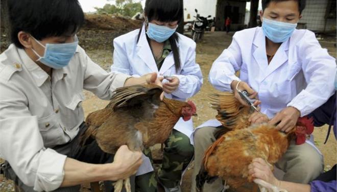 Συναγερμός στην Κίνα - Οι αρχές λαμβάνουν μέτρα για να μην εξαπλωθεί η γρίπη των πτηνών  - Media
