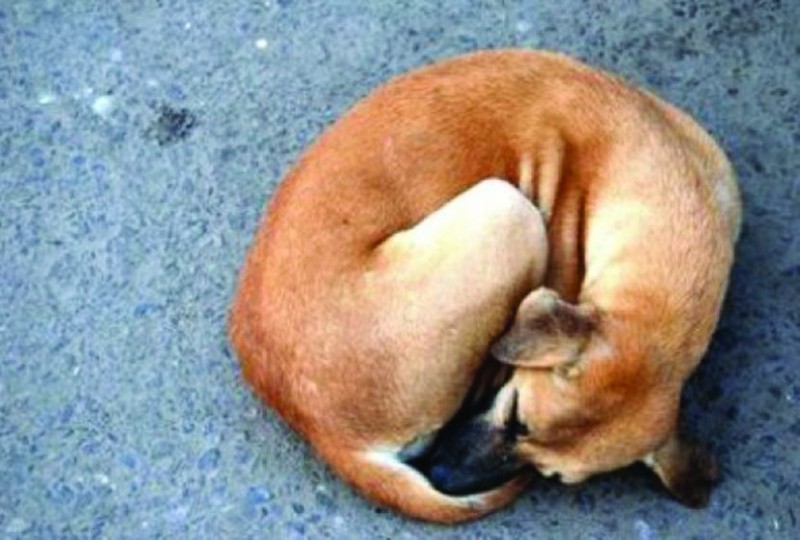 Ένας χρόνος φυλάκισης και 1.000 ευρώ πρόστιμο για κακοποίηση σκύλων - Media