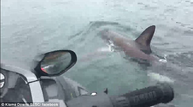 Ναυαγοσώστης οδηγεί καρχαρία στην ανοιχτή θάλασσα (Photos-Video) - Media