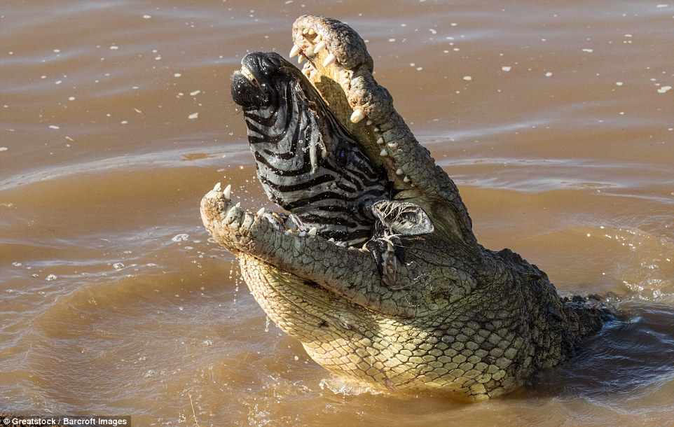 Η άγρια ομορφιά της φύσης - Κροκόδειλος καταβροχθίζει ολόκληρη ζέβρα (Photos) - Media