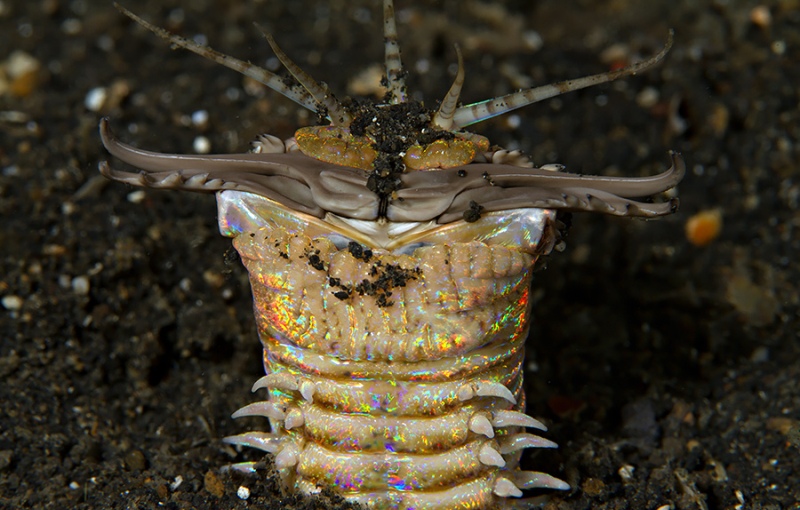 To αιμοβόρο σκουλήκι της άμμου, που έρχεται στους εφιάλτες μας, υπάρχει (Video)  - Media