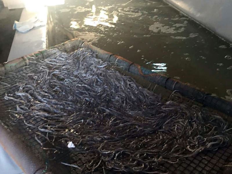 Έτσι έπεσε στη φάκα της ΕΛ.ΑΣ. το κύκλωμα με τα «χρυσά» χέλια που πωλούνταν 1.500 ευρώ το κιλό - Media