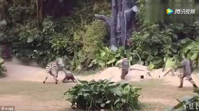 Άγρια επίθεση ζέβρας σε υπάλληλο ζωολογικού κήπου (Photos-Video) - Media
