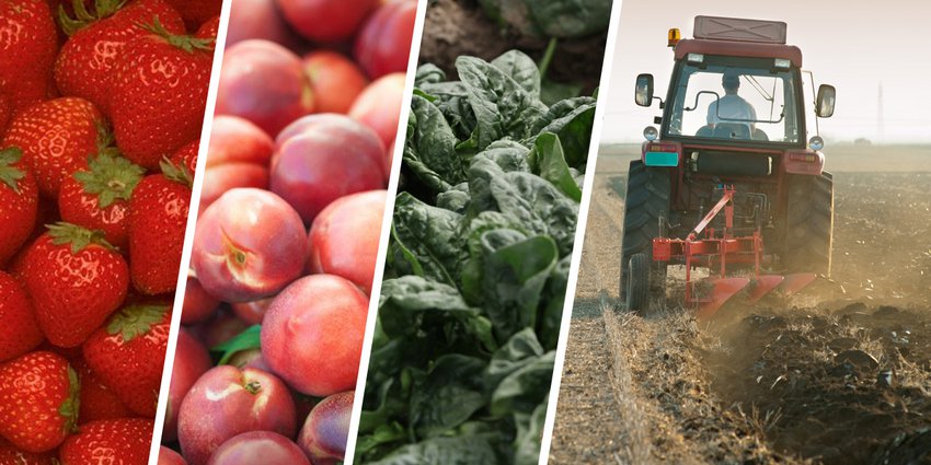 Τα 15 πιο «μολυσμένα» φρούτα και λαχανικά - Η νέα λίστα με τα 15 πιο «καθαρά» από φυτοφάρμακα - Media