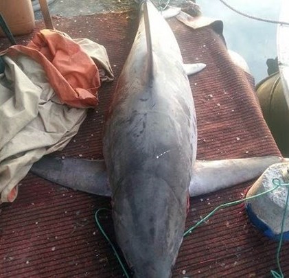 Ψαράς έπιασε καρχαρία 4 μέτρων στην Αργολίδα - 300 κιλά το βάρος του (Photo) - Media