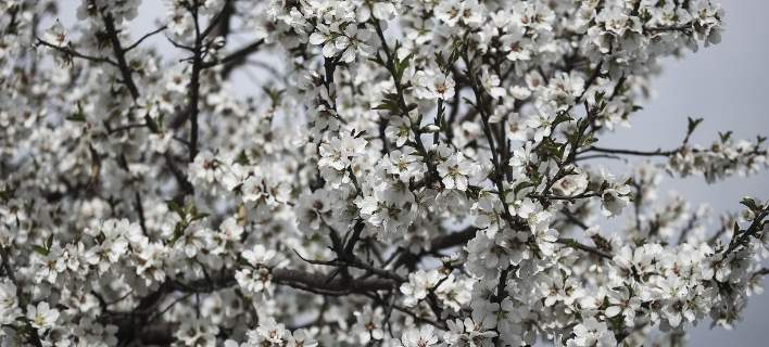 Ανοιξιάτικος ο καιρός το Σάββατο - Media