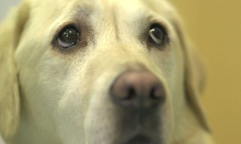 Παίρνουμε τον σκύλο μας και πάμε: H Ασπασία μας χρειάζεται (photos/Video) - Media