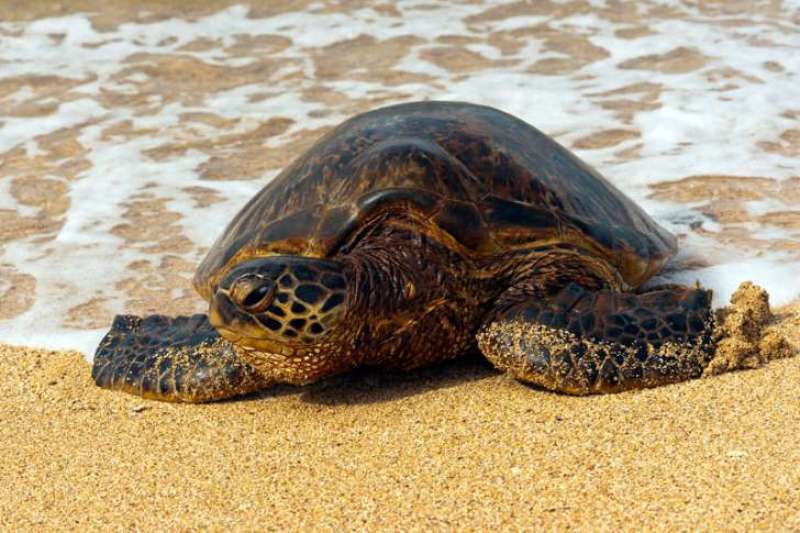 Νάξος: Αναζητούνται τα κτήνη που αποκεφάλισαν 10 θαλάσσιες χελώνες  - Media
